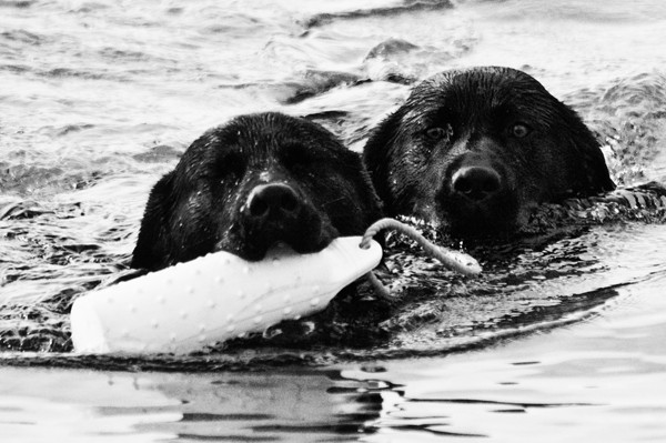 Jack and Flint 012.jpg